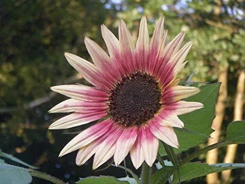 Indian Blanket Sunflower Seeds | 25+ Gaillardia pulchella Exotic Multi-Color Blooms for Gardens & Cut Flowers