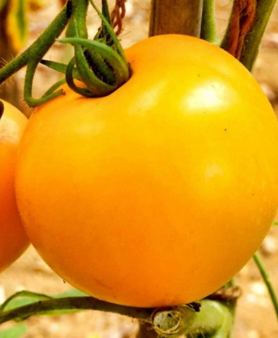 300+ Golden Jubilee Heirloom Tomato Seeds - Non-GMO Vegetable Gardening Seeds - Solanum lycopersicum