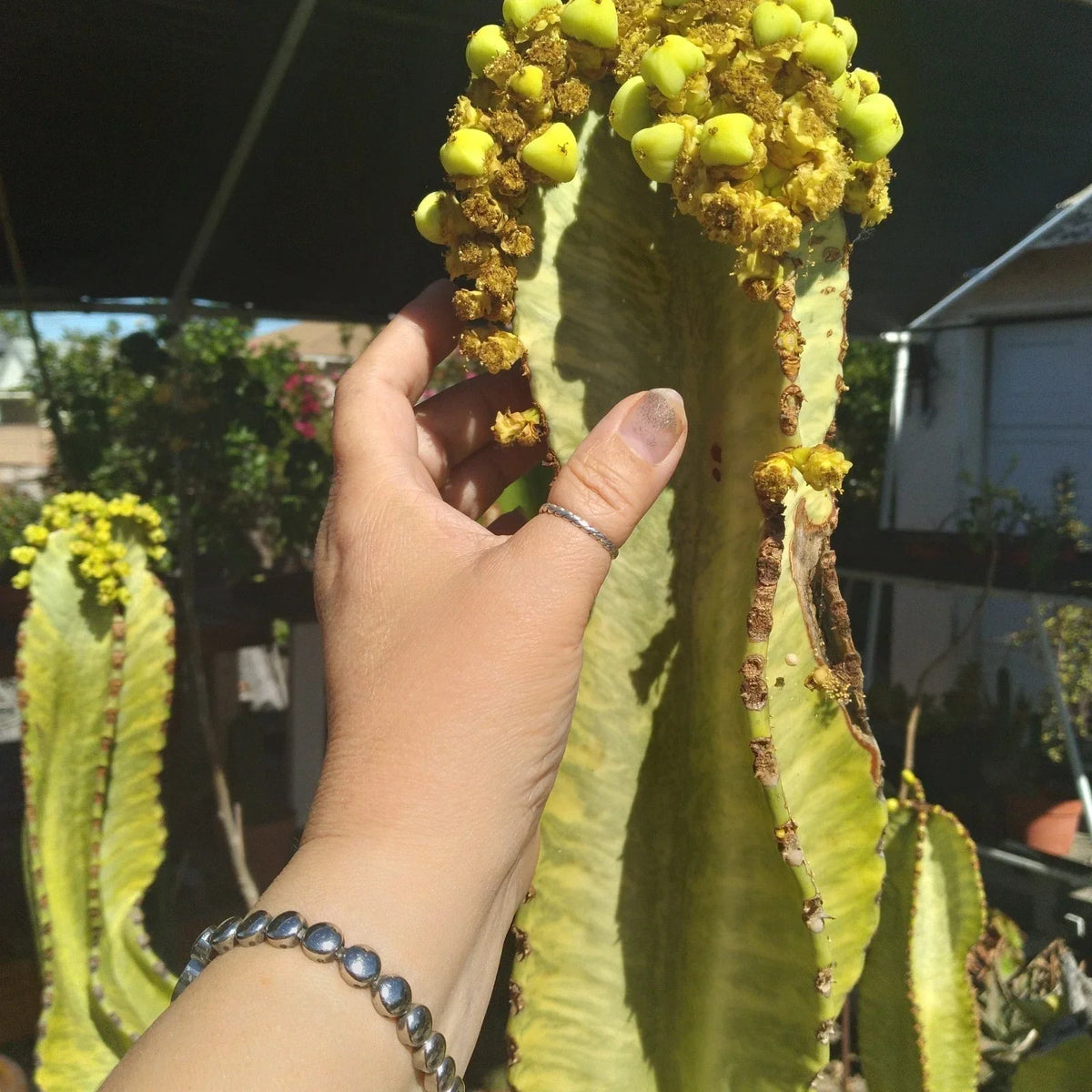 Rare Euphorbia Ammak Variegated African Candelabra 22" Cutting - Unique Succulent Plant