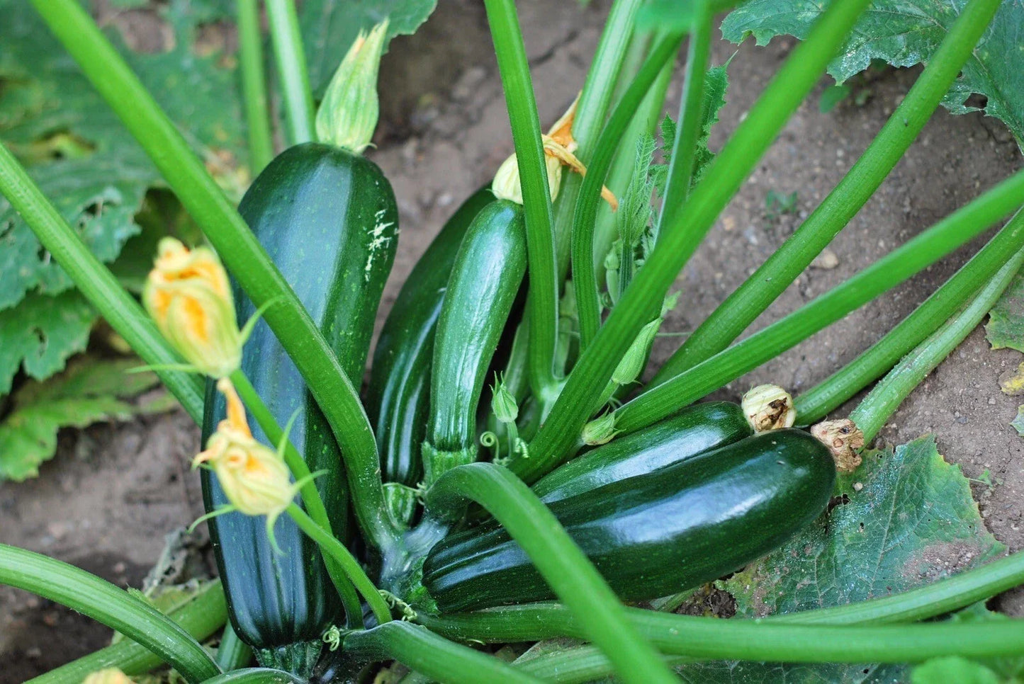 Black Beauty Zucchini Seeds – Organic Heirloom Cucurbita pepo, Non-GMO, 25 Seeds for Full Sun Garden Growth