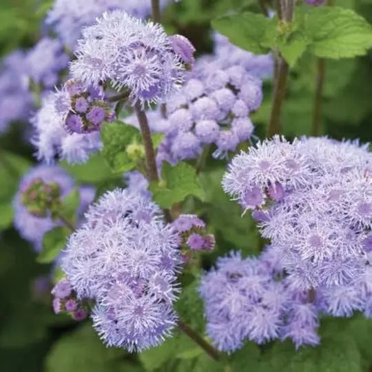 Blue Flossflower Seeds 50 Pack Ageratum houstonianum for Gardens & Borders, Vibrant Blue Flowers