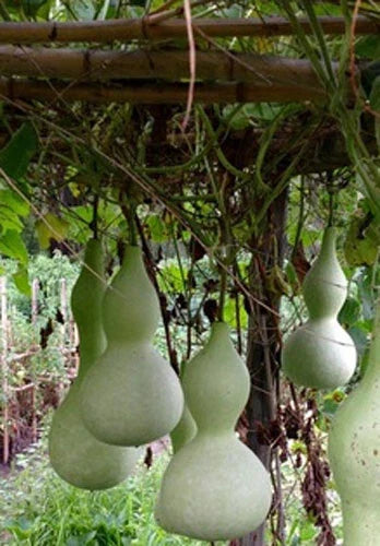 Bottle Gourd Seeds Pack of 10+ | Lagenaria siceraria | Asian Calabash Vegetable & Craft Variety