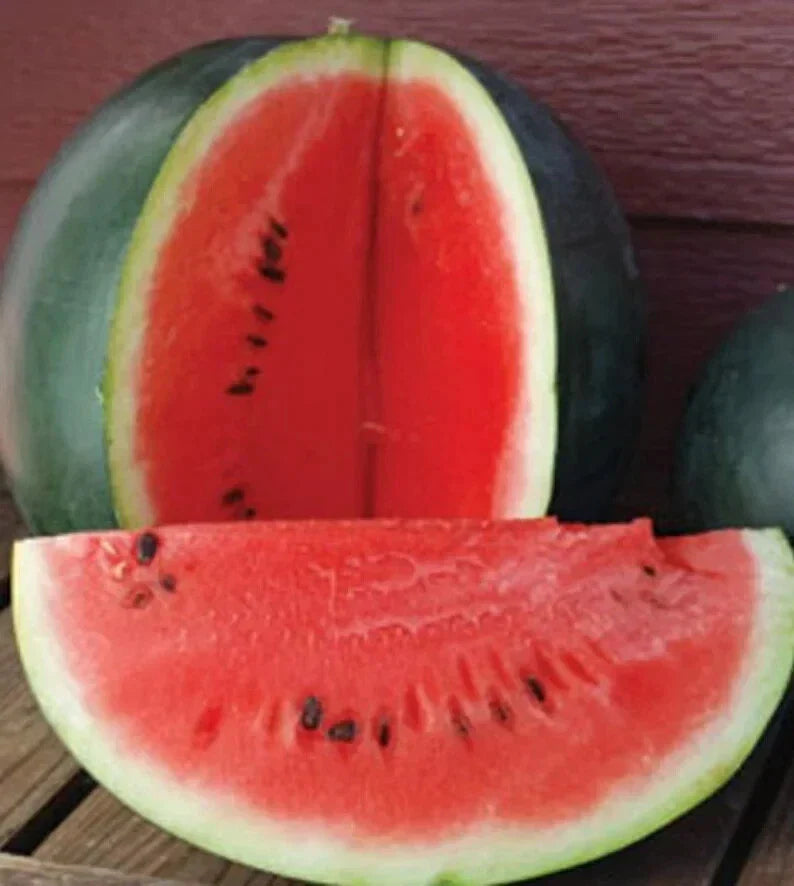 Organic Sugar Baby Watermelon Seeds - 50 Pack - USA Grown Non-GMO Heirloom