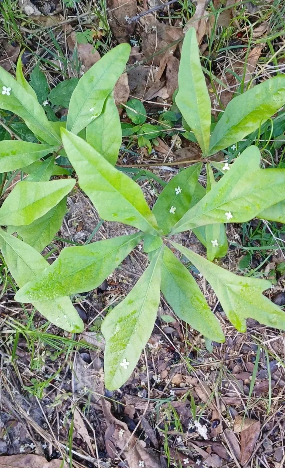 Water Oak Seedlings 10"-1ft Live Plants Quercus nigra 5-Pack, Deciduous Shade Tree for Landscaping
