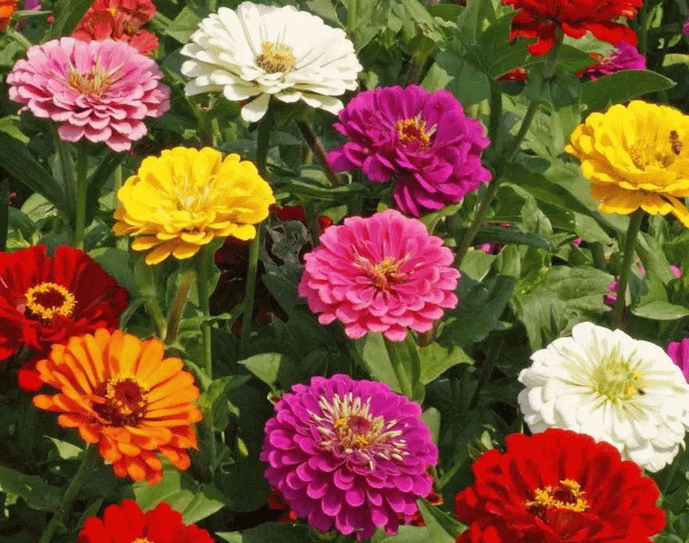 California Giant Zinnia Flower Seeds - 100+ Mixed Colors Annual Zinnia elegans