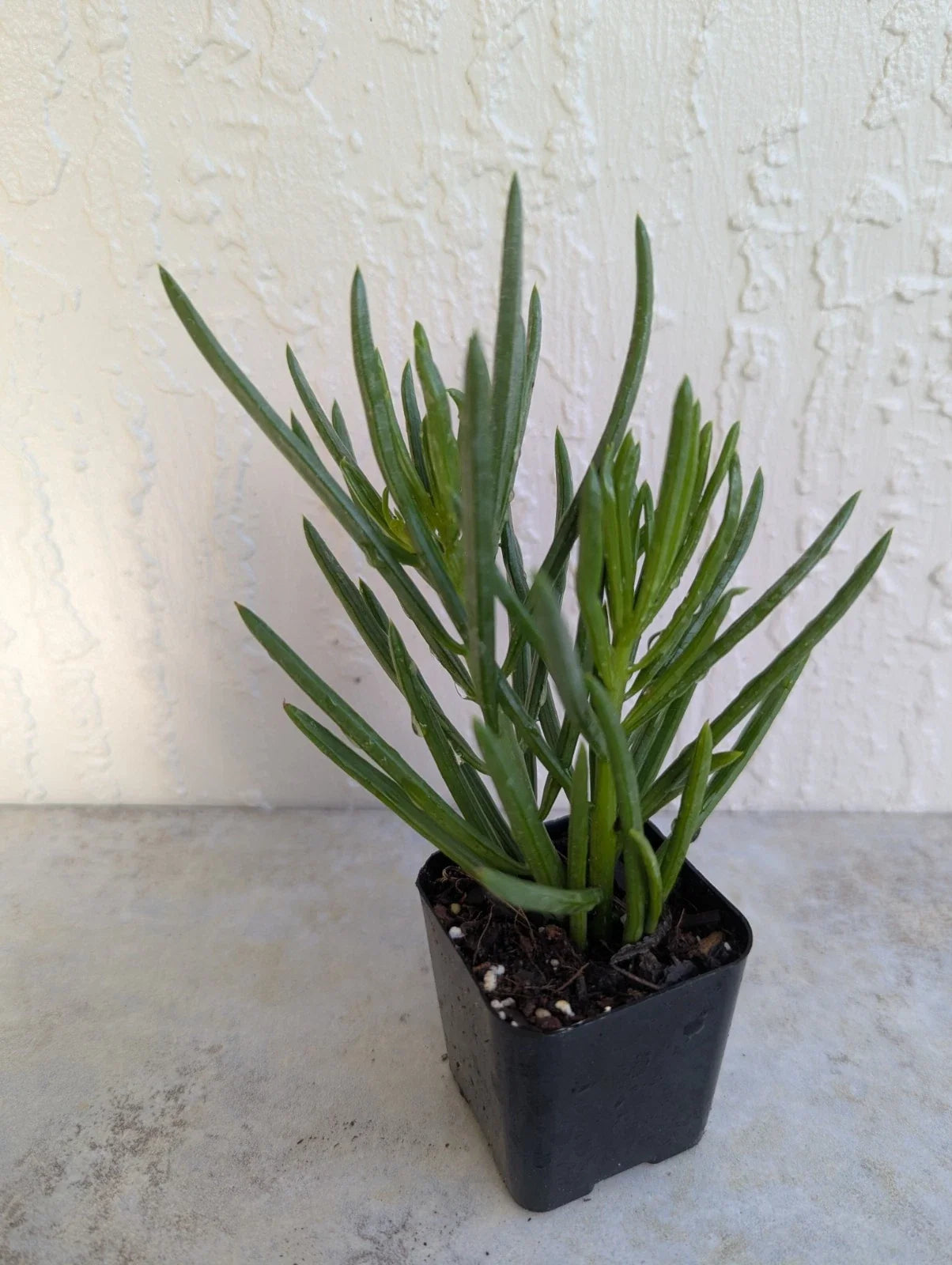Green Bean Pincushion Peperomia 2" Rooted Pot | Peperomia ferreyrae Indoor Houseplant