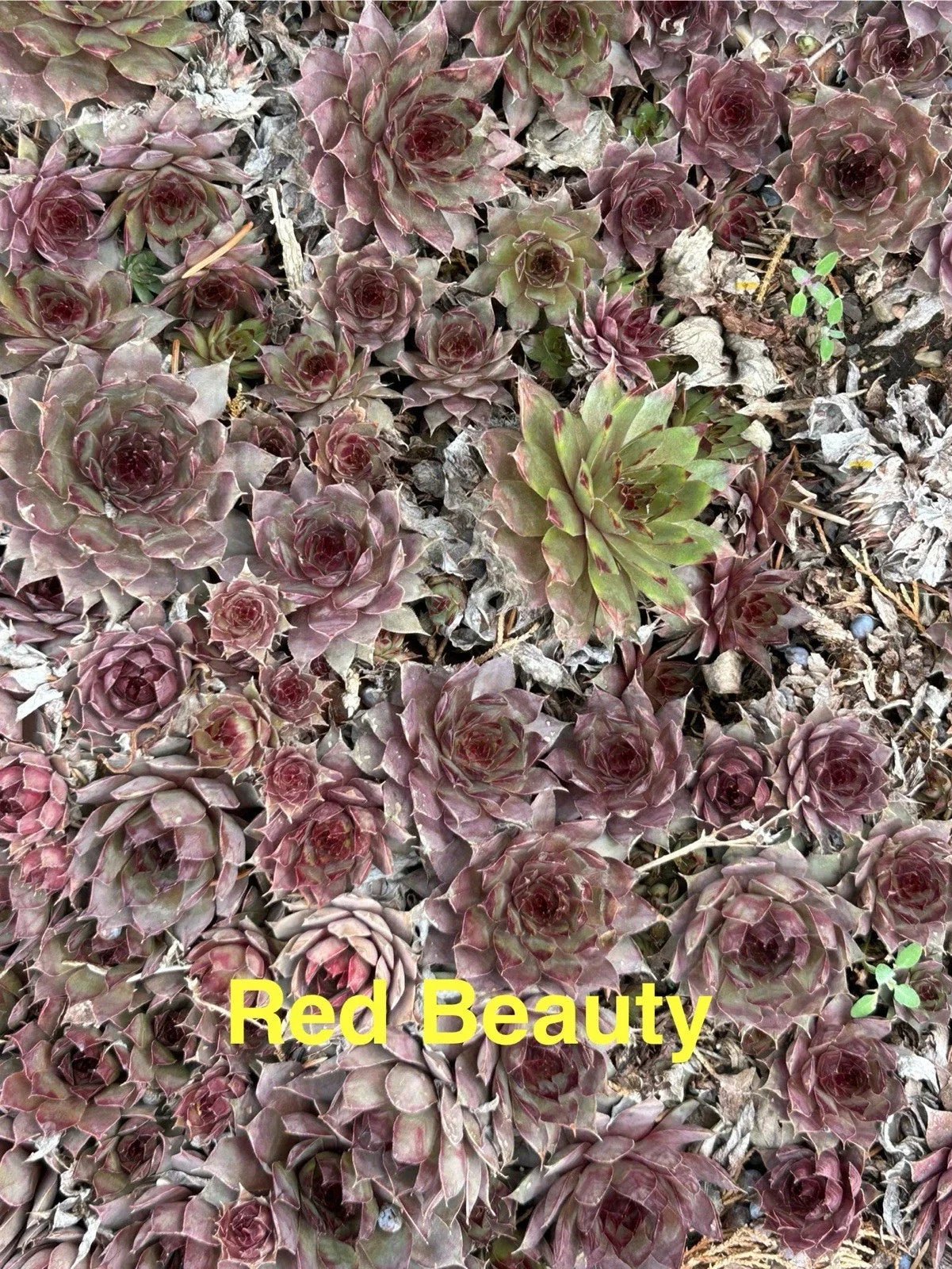 10 Red Beauty Hardy Hens and Chicks Succulents - Sempervivum for Gardens, Rockeries, Zones 4-8