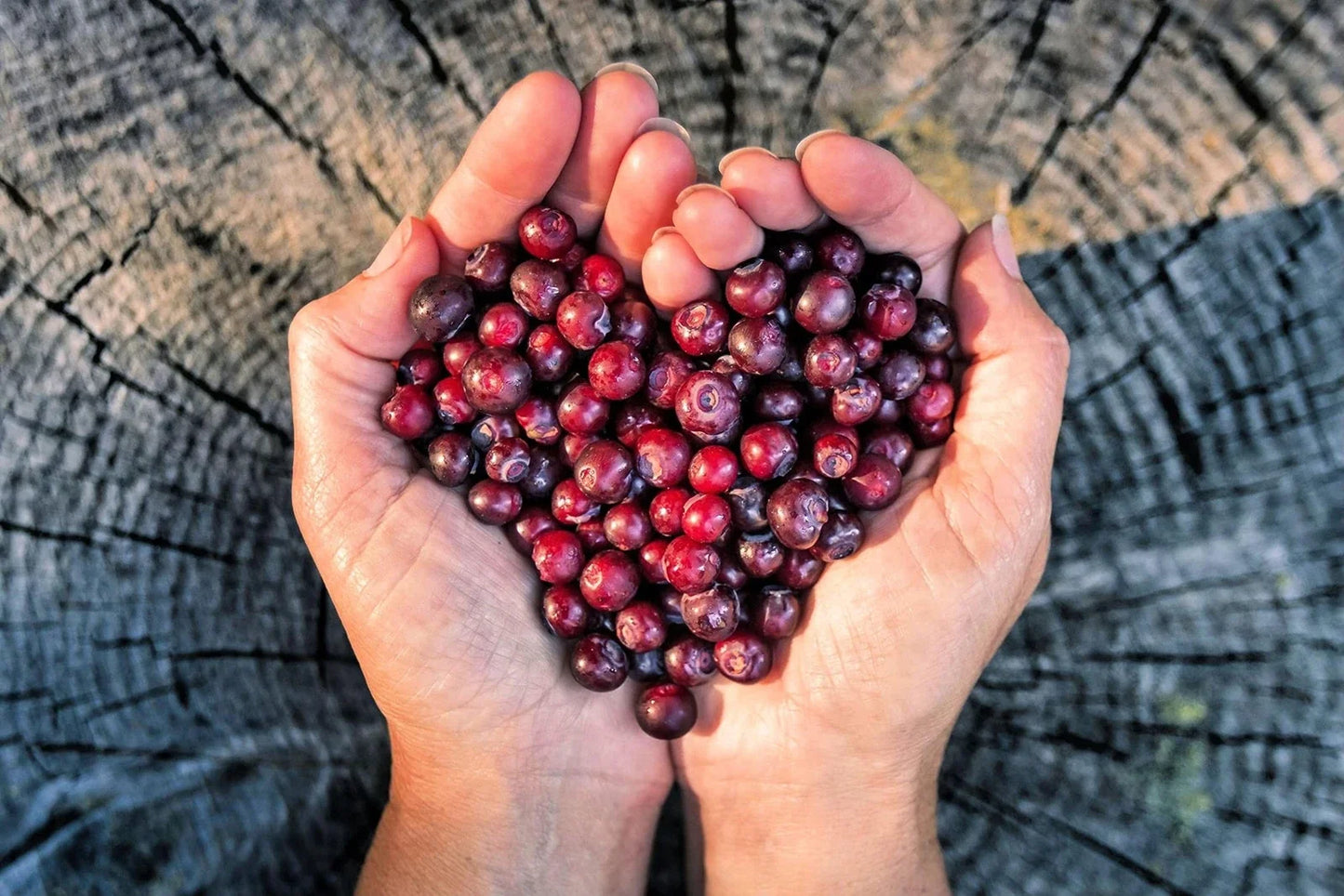 Huckleberry Seeds for Planting – Non-GMO Vaccinium spp. Fruit Seeds for Garden, Containers, or Beds