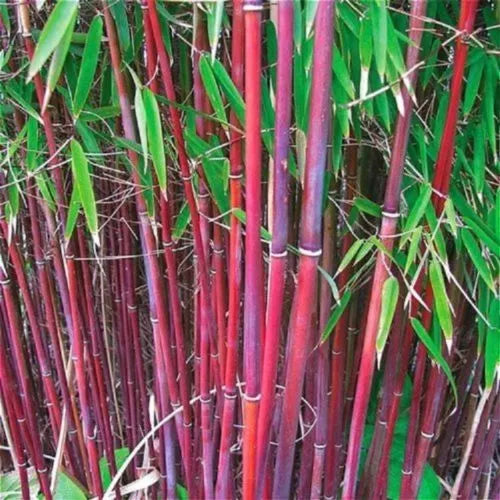 Red Bamboo Seeds – 25 Count for Privacy Screen, Shade Garden, Phyllostachys rubromarginata, Exotic Grass Plant