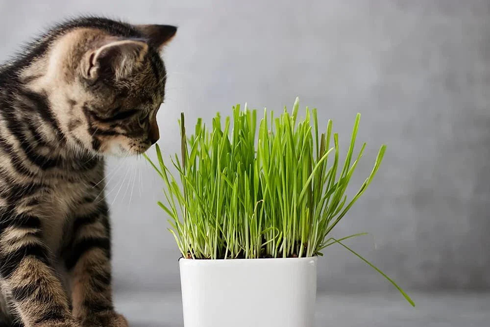 Cat Grass Seeds 1 Lb - Nutritious Barley Grass for Cats, Easy to Grow Indoor Treat