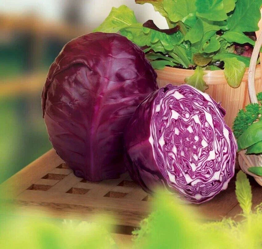 Red Acre Cabbage Seeds - 1000+ Heirloom Organic Non-GMO Brassica oleracea