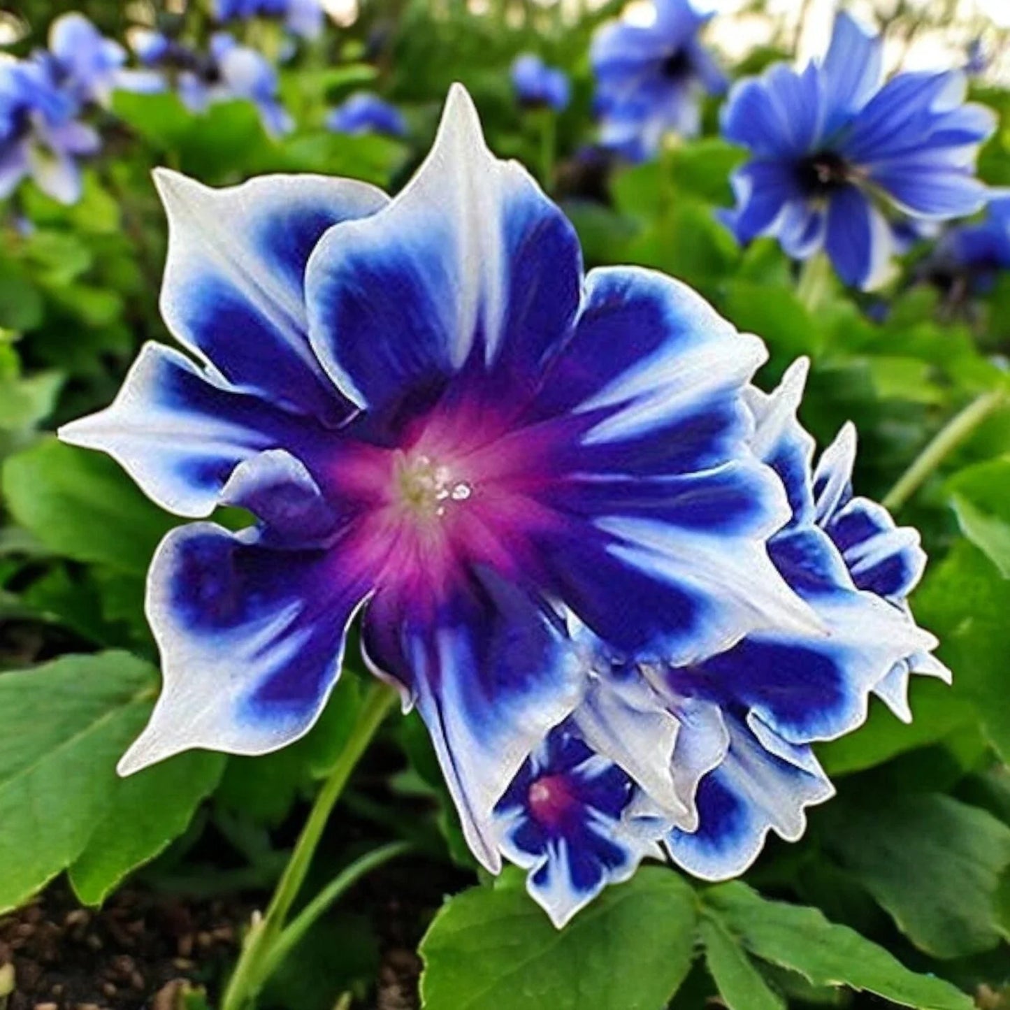 Morning Glory Seeds - 100pcs Climbing Flowers, Ipomoea Tricolor, Perennial Vines for Garden Trellises & Fences
