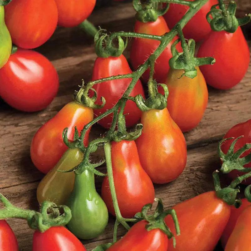 Red Pear Tomato Seeds 100 Count - Heirloom Non-GMO Lycopersicon esculentum for Vegetable Garden