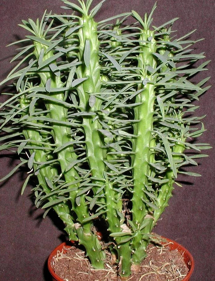 Euphorbia Loricata Cuttings - 3 Inch Long Rare Succulent Plant