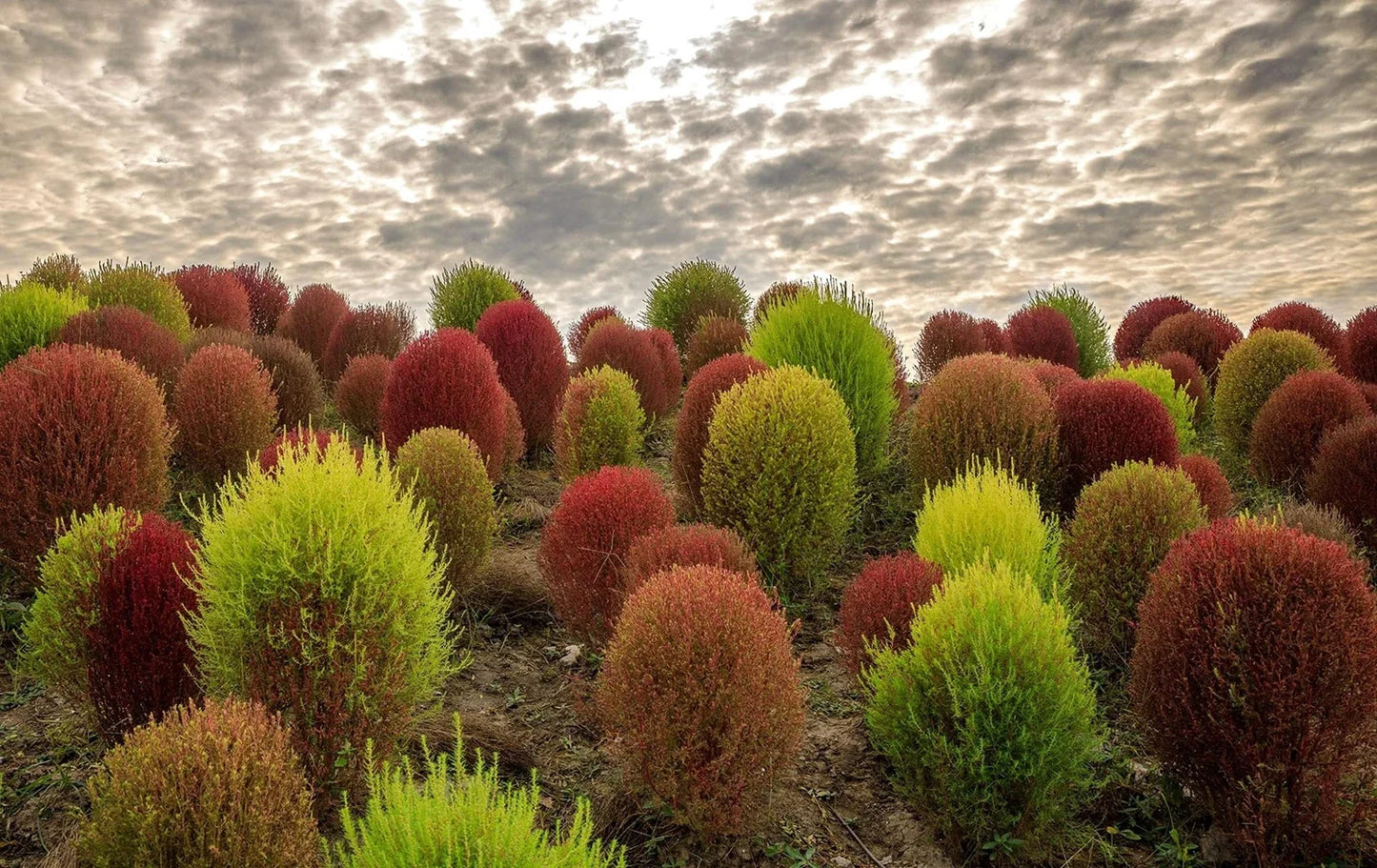 Kochia Seeds 100 Count - Burning Bush, Summer Cypress - Drought-Tolerant Annual, Kochia scoparia