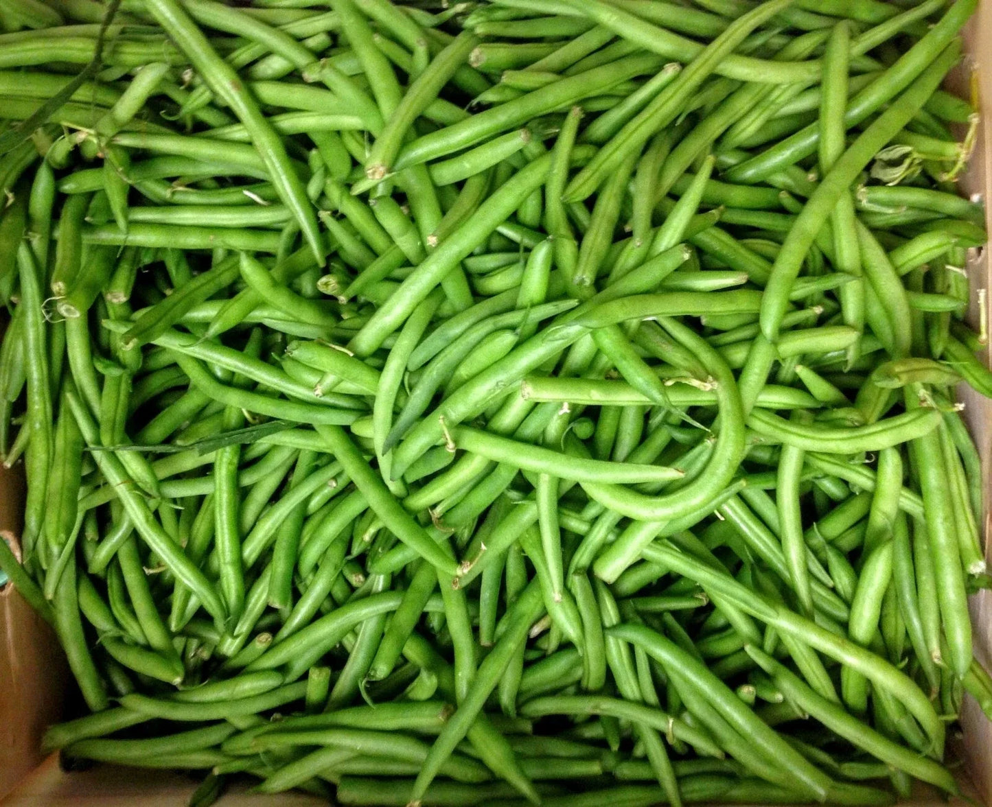 Blue Lake Bush Green Bean Seeds - Phaseolus vulgaris - Pack of 50