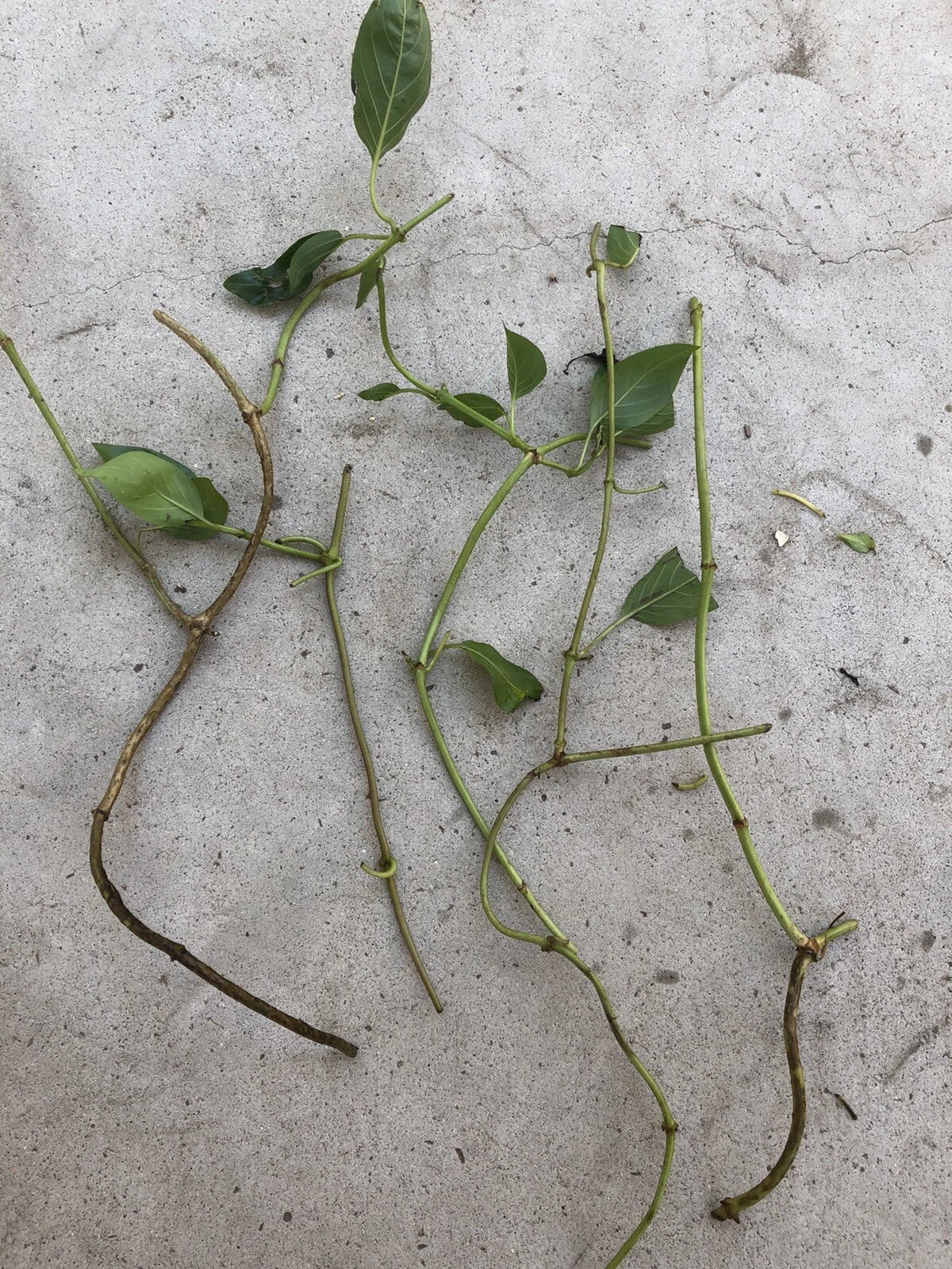 Skunk Vine Cuttings - 5 Fresh Propagation Clippings - Paederia foetida Vine for Gardening & Indoor Planting