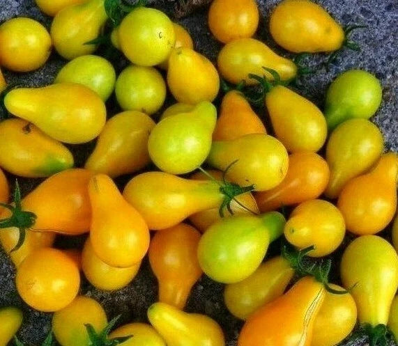 Yellow Plum Tomato Seeds - 100+ Non-GMO Garden Vegetable for Salad - Solanum lycopersicum