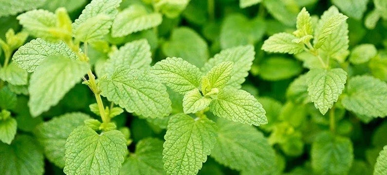 Lemon Balm Seeds 100-5000 Heirloom Melissa officinalis for Culinary, Mosquito Repellent & Aromatic Gardens