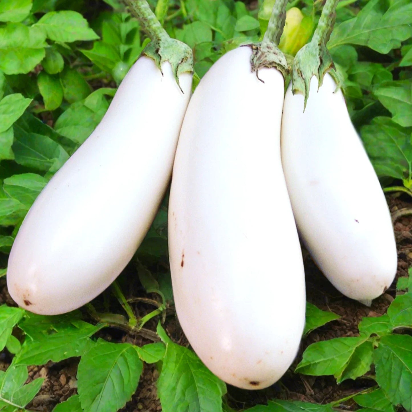 Casper White Eggplant Seeds | Heirloom Solanum melongena | Creamy White Aubergine for Garden & Cooking