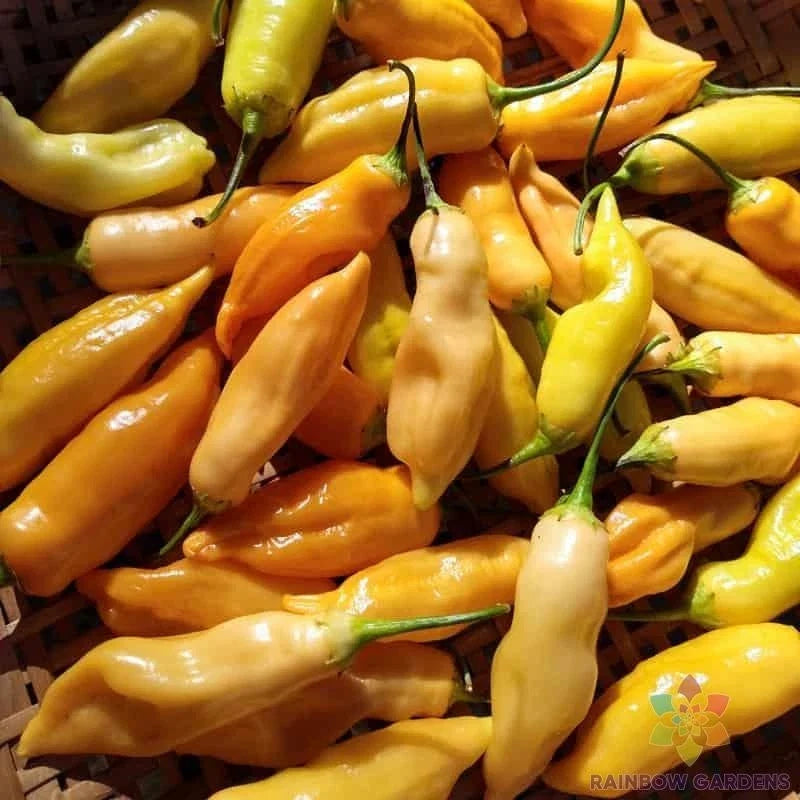 Sugar Rush Peach Sweet Pepper Seeds - 25+ Pack, Capsicum annuum, Non-GMO Heirloom Vegetable Seeds for Garden or Container