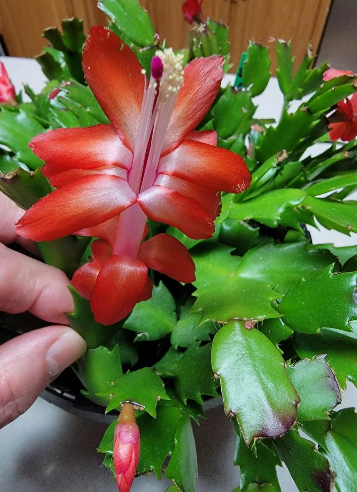 6 Red Thanksgiving Cactus Cuttings Schlumbergera truncata Propagation Planting Indoor Outdoor
