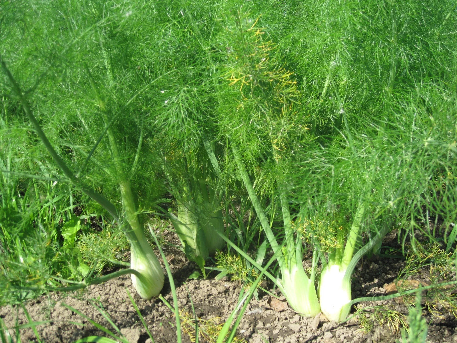 Florence Fennel Herb Seeds 50 Pack – Edible Bulb & Leaf Variety Foeniculum vulgare dulce for Culinary Gardening