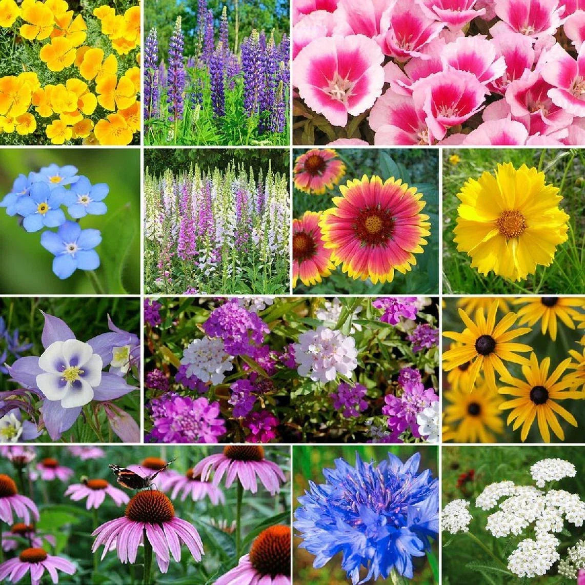 Deer Resistant Wildflower Seed Mix - 13 Species Non-GMO Native Plants for Garden