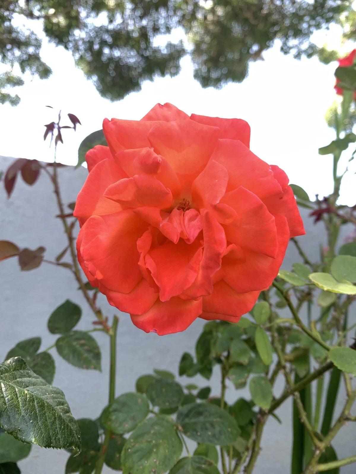 Rose Cuttings 6 Inch Long Orange Fragrant Rosa spp. 5 Pack No Roots