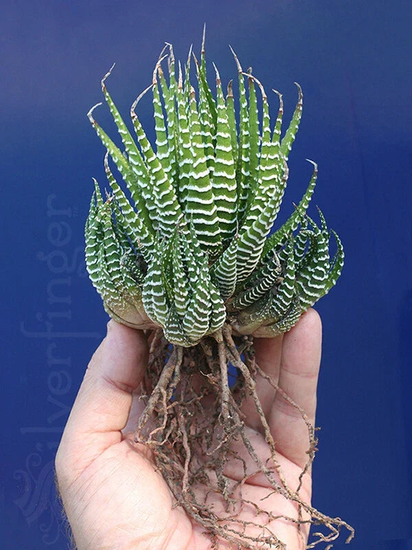 Zebra Plant Succulent - Haworthiopsis attenuata | Hardy, Low Maintenance Indoor Succulent