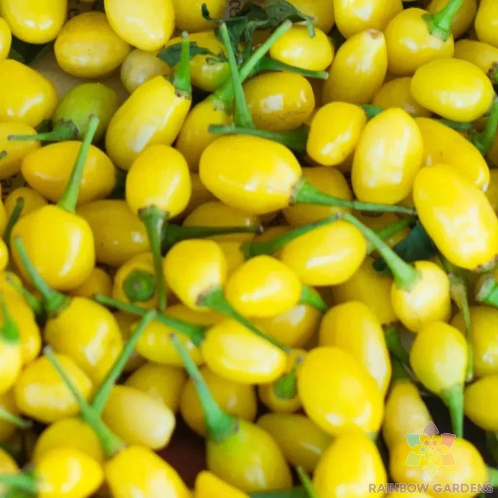 Cumari do Para Hot Pepper Seeds – 25 Non-GMO Capsicum chinense for Garden & Container Planting