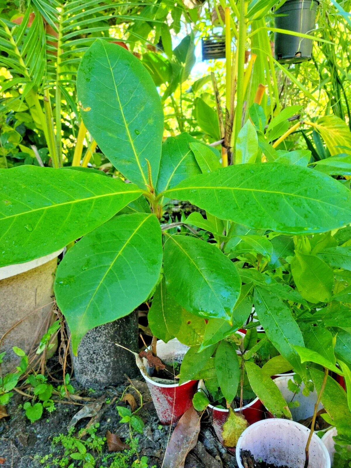 Tropical Almond Live Plant 7-12 Inch Terminalia catappa - Indoor/Outdoor Tropical Tree