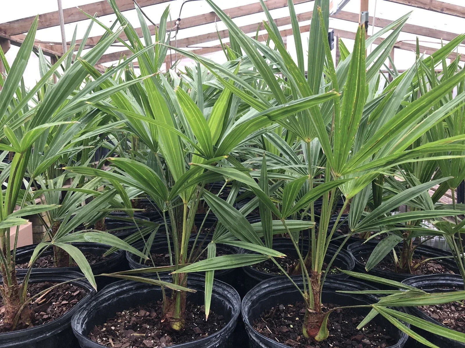 Cold Hardy Windmill Palm Tree Potted 22-24" Trachycarpus Fortunei Outdoor Tropical Plant