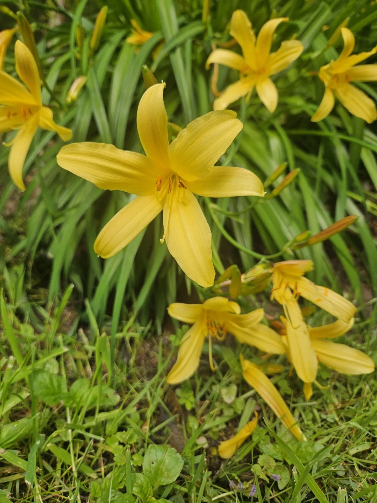 Lemon Shot Daylily Plant Bare Root Yellow Blooms Hemerocallis 'Lemon Shot' Perennial for Gardens