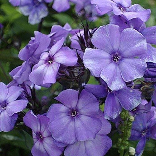 Phlox Seeds - Beauty Blue Variety - Non-GMO Perennial Flower Seeds - Phlox divaricata for Gardens & Borders