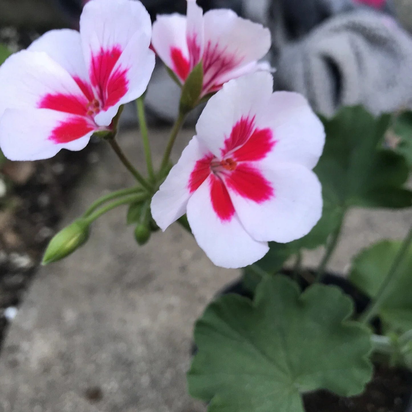 Rare Red & White Pelargonium Zonal Geranium Live Plant in Gallon Pot