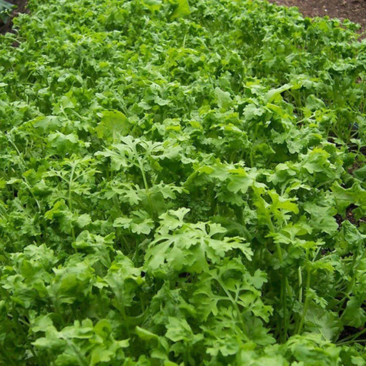 Curled Cress Seeds NON-GMO Peppergrass Variety Sizes Free Shipping