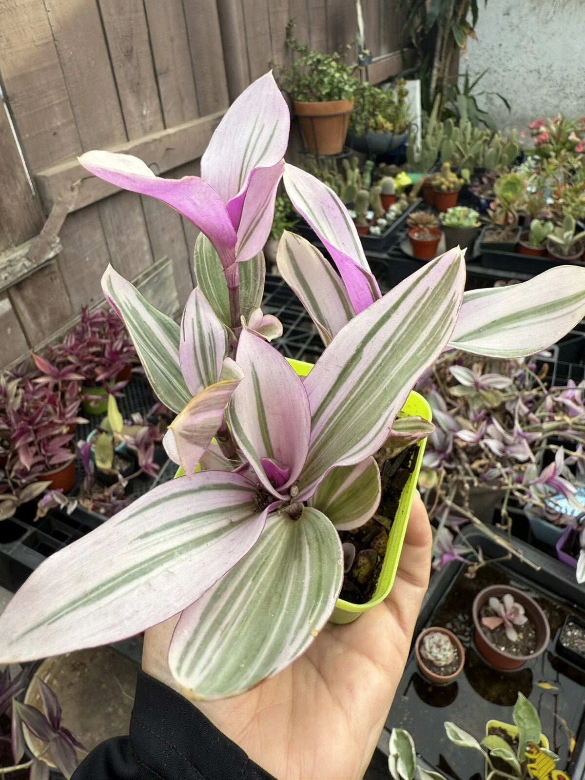 Trandescantia Nanouk Potted Plant - Bubble Gum Foliage - Colorful Indoor Houseplant - Easy Care Trailing Plant