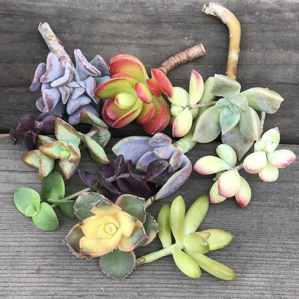 Colorful Succulent Cuttings Mystery Variety - 14 Assorted Succulents for Propagation and Home Decor