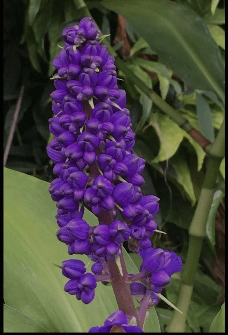 Hawaiian Blue Ginger Plant Roots - Dichorisandra thyrsiflora, Polu Variety, Tropical Garden or Indoor Plant, 1 Pack