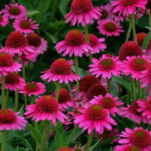 50 Candy Coneflower Seeds - Echinacea Perennial Flower Seeds for Garden