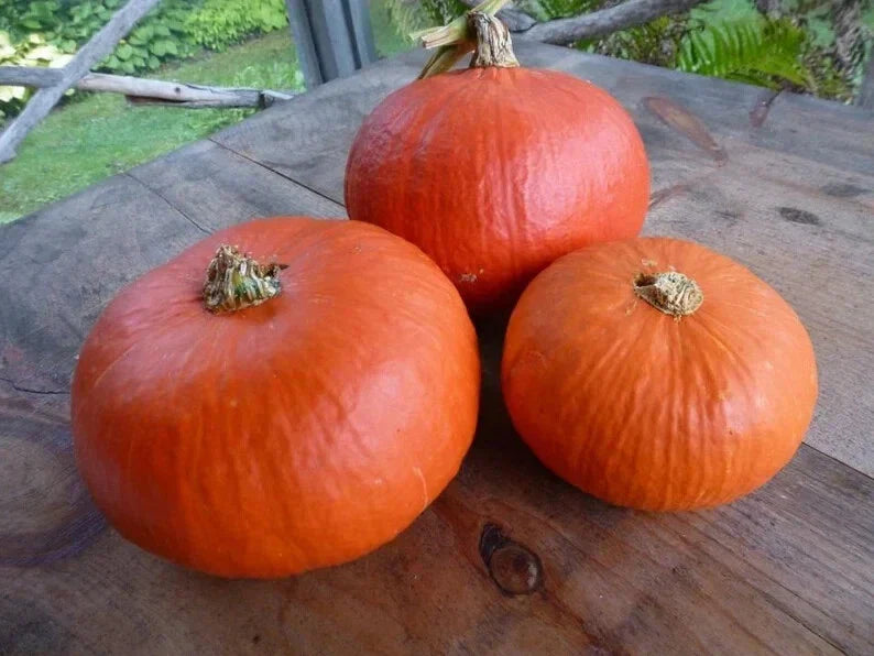 Organic Red Kuri Squash Seeds - 10 Count - Cucurbita maxima - USA Grown