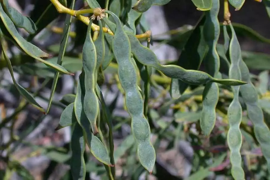 Acacia Saligna Seeds - Golden Wreath Wattle Tree - 25 Seeds - Australian Native Plant - Drought-Tolerant, Fast-Growing Tree