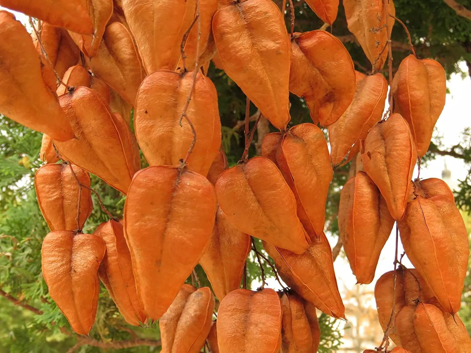 Chinese Golden Rain Tree Seeds - Koelreuteria bipinnata, Ornamental, Drought-Tolerant, 6 Pack for Planting