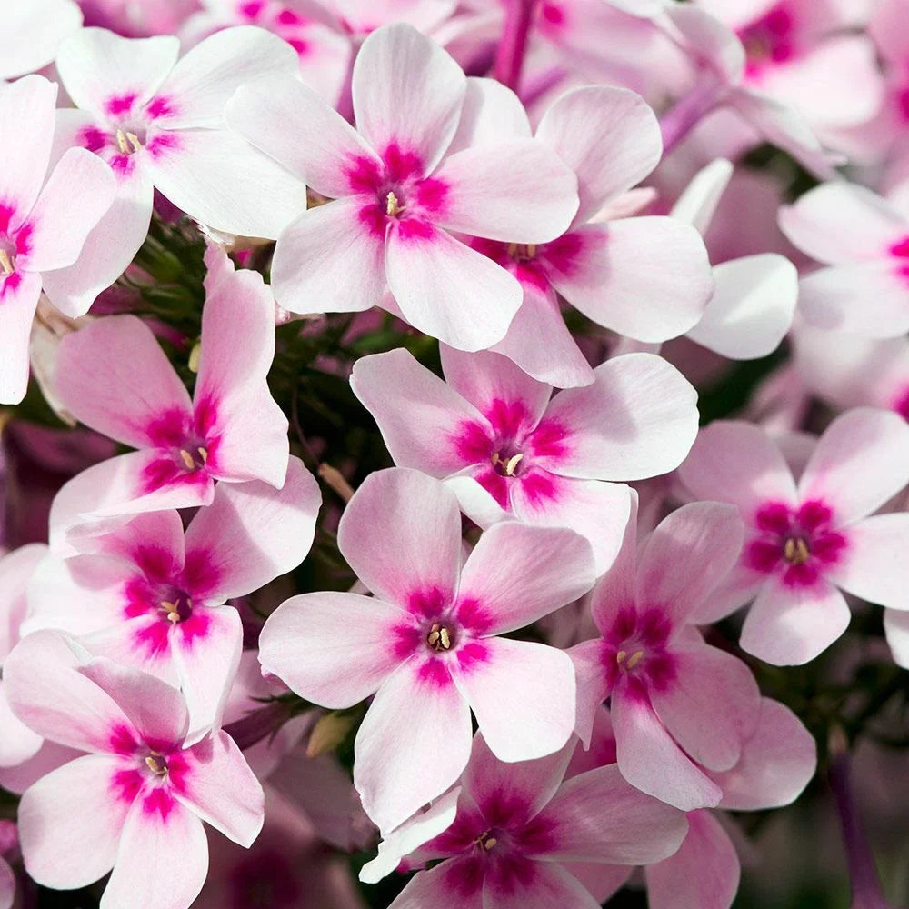 Creeping Phlox Live Starter Plants Set of 2 – Pink, White, Lavender – Phlox subulata Ground Cover, Rock Garden Plants