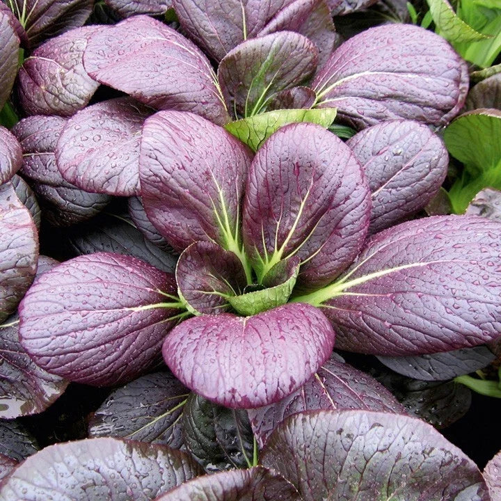 Pak Choi Seeds - Red Tatsoi Brassica rapa Hybrid Cabbage for Stir-Fries & Salads - 20 Non-GMO Seeds