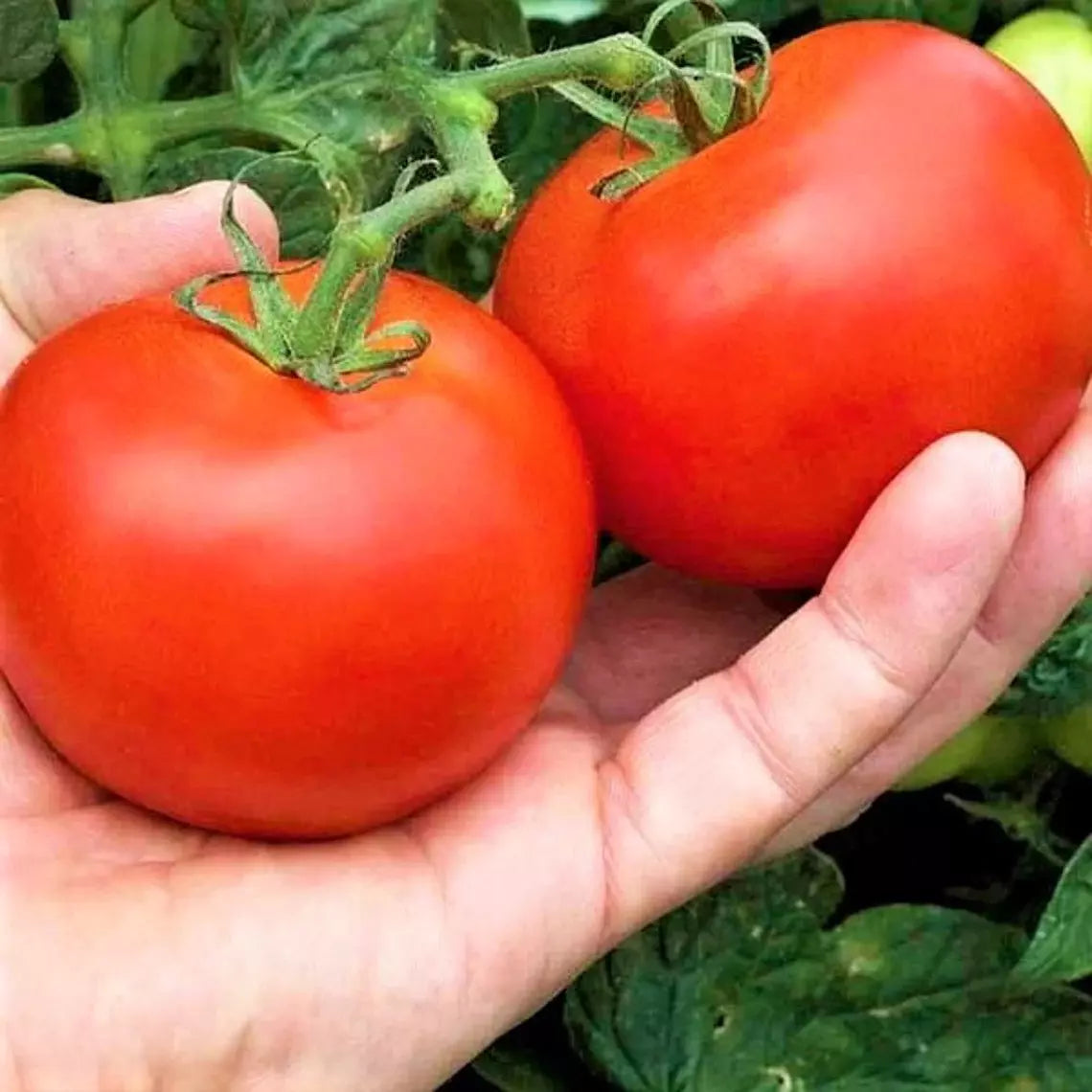 30+ Heirloom Moneymaker Tomato Seeds - Organic Non-GMO Vegetable Seeds for Home Gardening