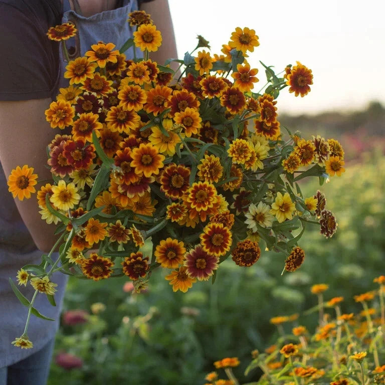 Persian Carpet Zinnia Seeds - Organic Mix, Annual Flowers, Zinnia elegans, 200 Seeds, Vibrant Garden Flowers