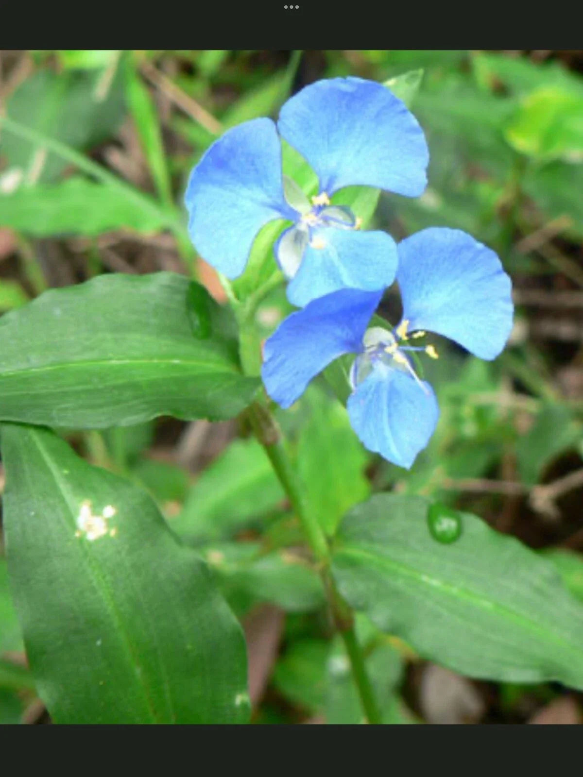 Blue Wandering Jew Day Lily Plants - 5 Bare Root Tradescantia zebrina Perennials for Gardens & Containers