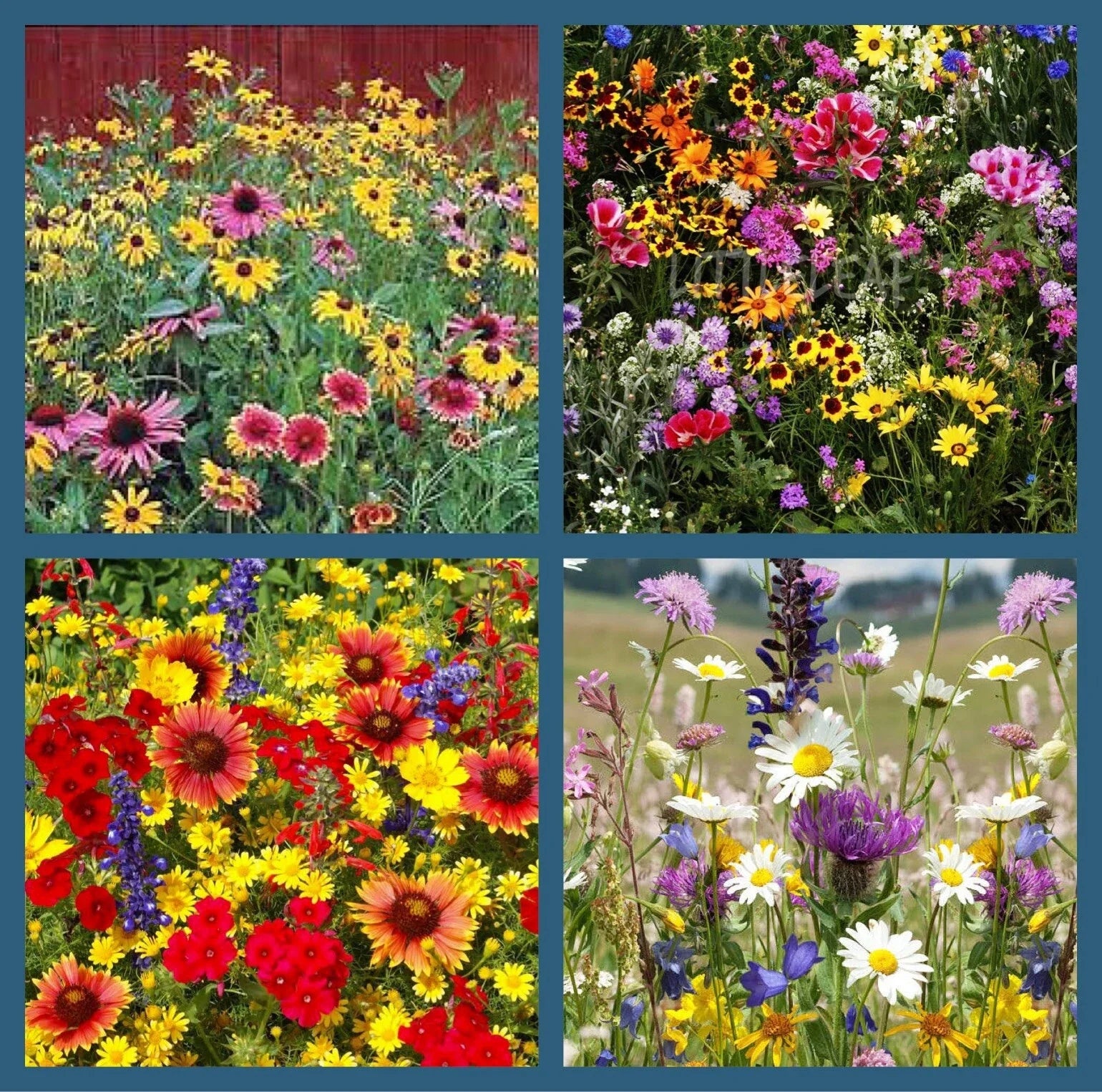Wildflower Mix Seeds - 500+ Heirloom Non-GMO Perennials & Annuals for Pollinators & Hummingbirds